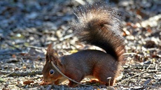 Eichhörnchen (5).jpg